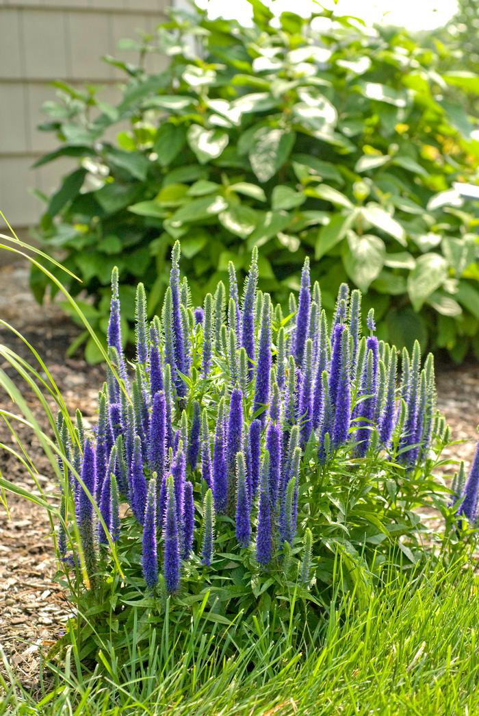 Veronica spicata 'Royal Candles' (Speedwell)