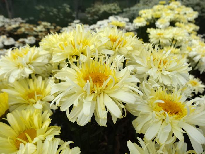 Leucanthemum x superbum Realflor® 'Real Charmer' (Shasta Daisy)