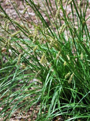 Cherokee Sedge (Carex cherokeensis)