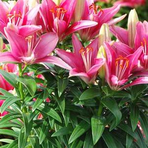 Lilium Lily Looks™'Tiny Pearl' (Dwarf Asiatic Hardy Lily)