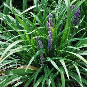 Liriope muscari 'Royal Purple' (Lilyturf)