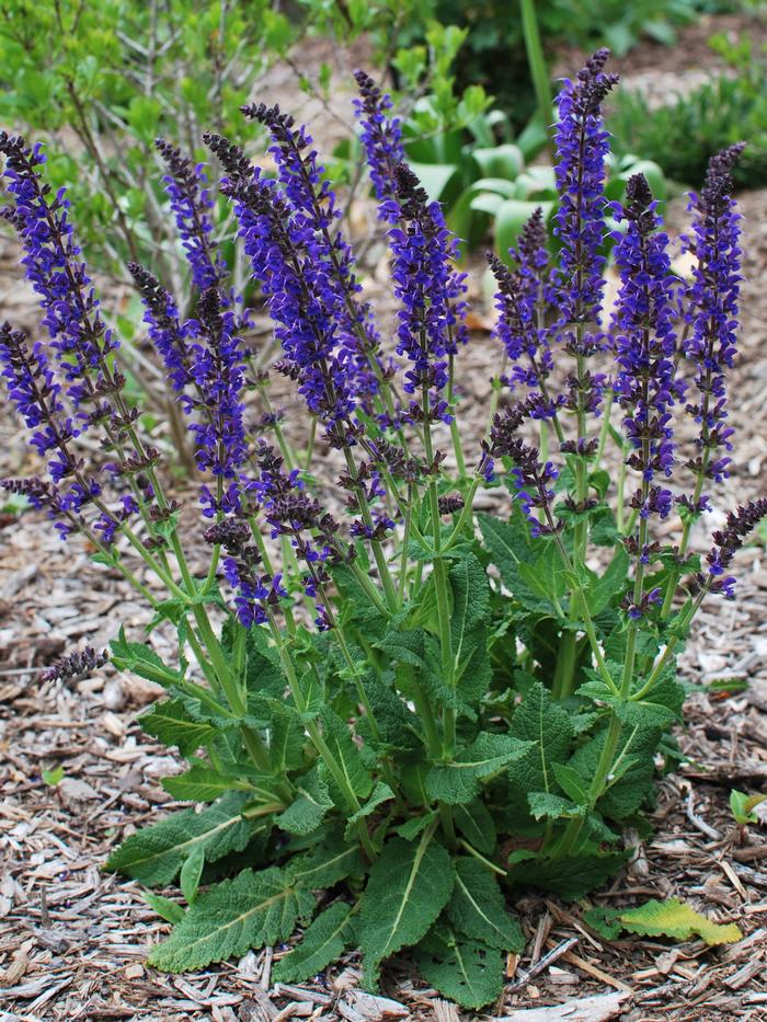 Salvia nemorosa 'May Night' (Sage)