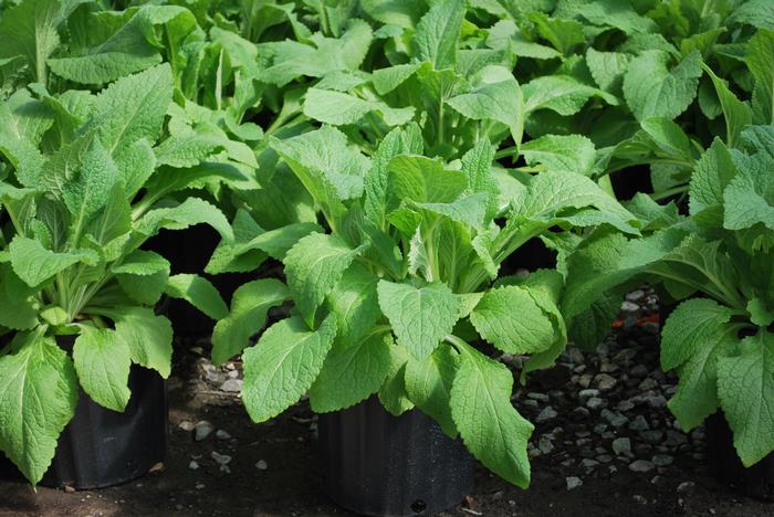 Digitalis purpurea 'Candy Mountain' (Foxglove)