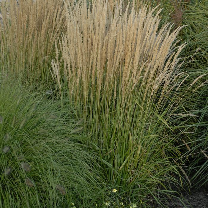 Calamagrostis x acutiflora 'Karl Foerster' (Feather Reed Grass)