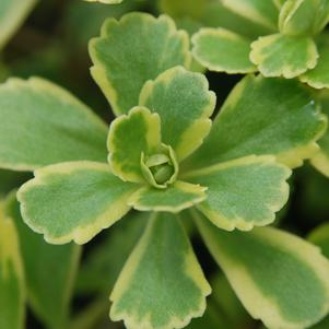 Sedum kamtschaticum var. ellacombianum 'Cutting Edge' (Varigated Stonecrop)