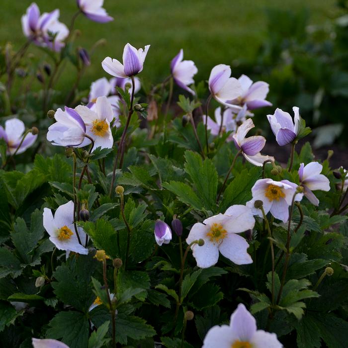 Anemone x Wild Swan™ (Windflower) perennial