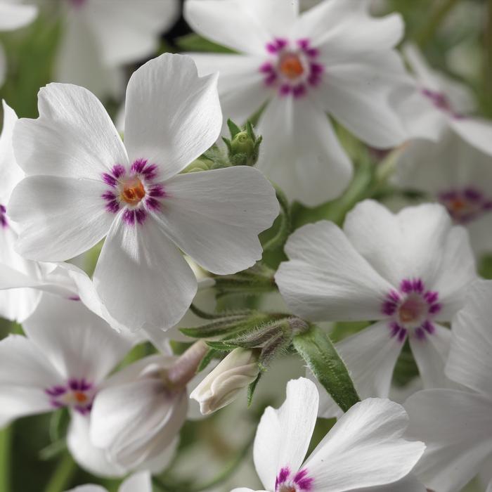 Phlox subulata 'Amazing Grace' (Moss Pinks)