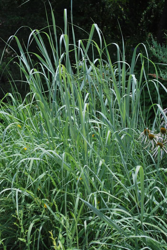 Indian grass (Sorghastrum nutans)