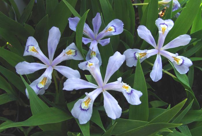 Iris cristata 'Powder Blue Giant' (Dwarf Crested Iris)