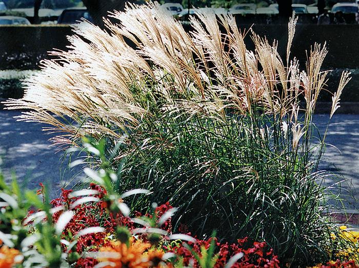 Adagio Grass (Miscanthus sinensis 'Adagio') perennial