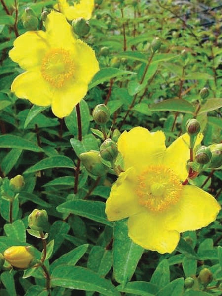 Hypericum patulum 'Hidcote' (St. John's Wort)