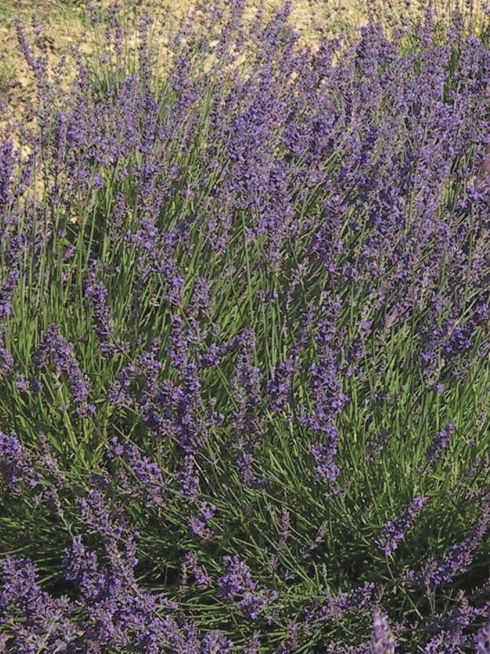 Lavandula x intermedia 'Provence' (Lavender)