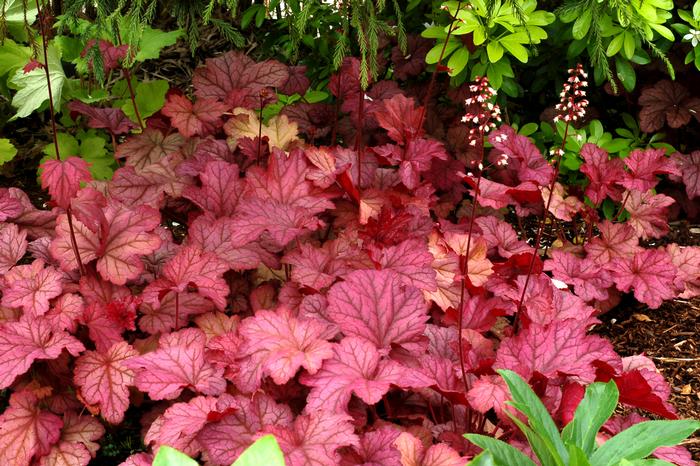 Heuchera x villosa 'Berry Smoothie' (Coral Bells)