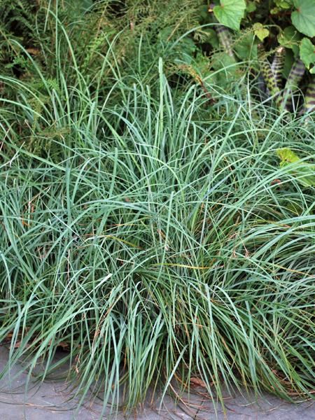 Blue Sedge (Carex glauca 'Blue Zinger')