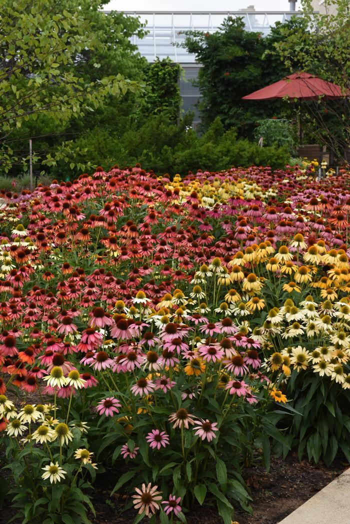 Echinacea x purpurea 'Cheyenne Spirit' (Coneflower)