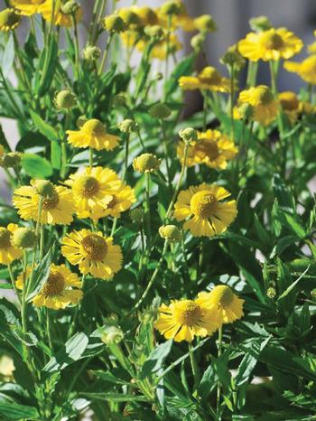 Helenium autumnale Mariachi ™'Sombrero' (Helen's Flower, Sneezeweed)