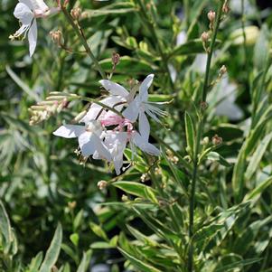 Variegated Gaura (Gaura Walberton's® 'Silver Fountain')