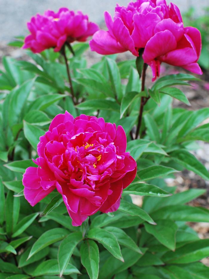 Paeonia lactiflora 'Victoire de la Marne' (Garden Peony)