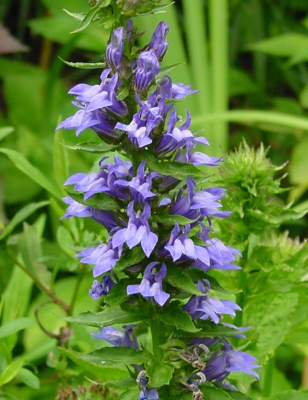 Blue Cardinal Flower (Lobelia siphilitica), blue flowers