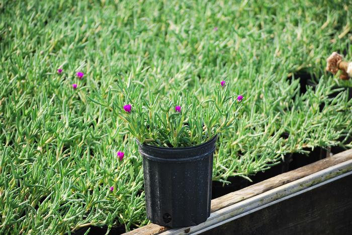 Trailing Hardy Ice Plant (Delosperma cooperi)