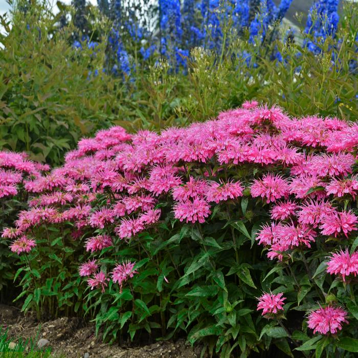 Monarda x 'Bubblegum Blast' (Sugar Buzz® Bee Balm)