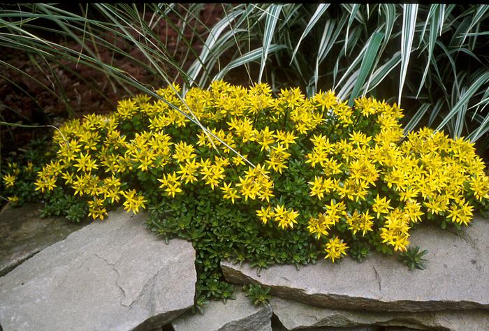 Sedum kamtschaticum (Stonecrop)