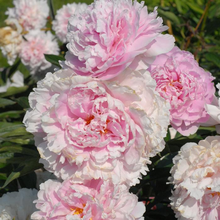 Paeonia lactiflora 'Sarah Bernhardt' (Garden Peony)