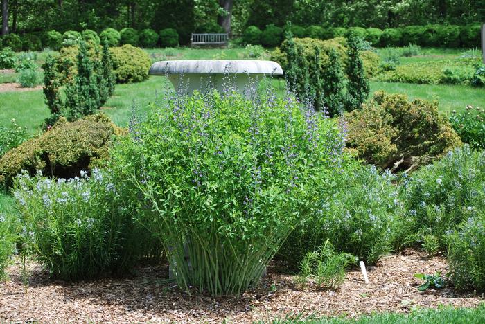 Baptisia australis (False Indigo), blue flowers