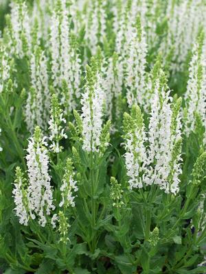 Salvia nemorosa 'Snow Hill' (Sage)