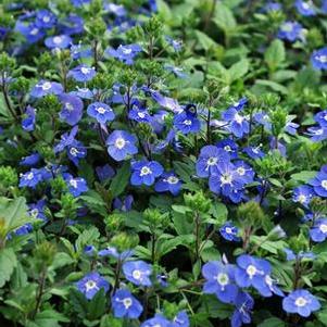 Veronica umbrosa 'Georgia Blue' (Speedwell)