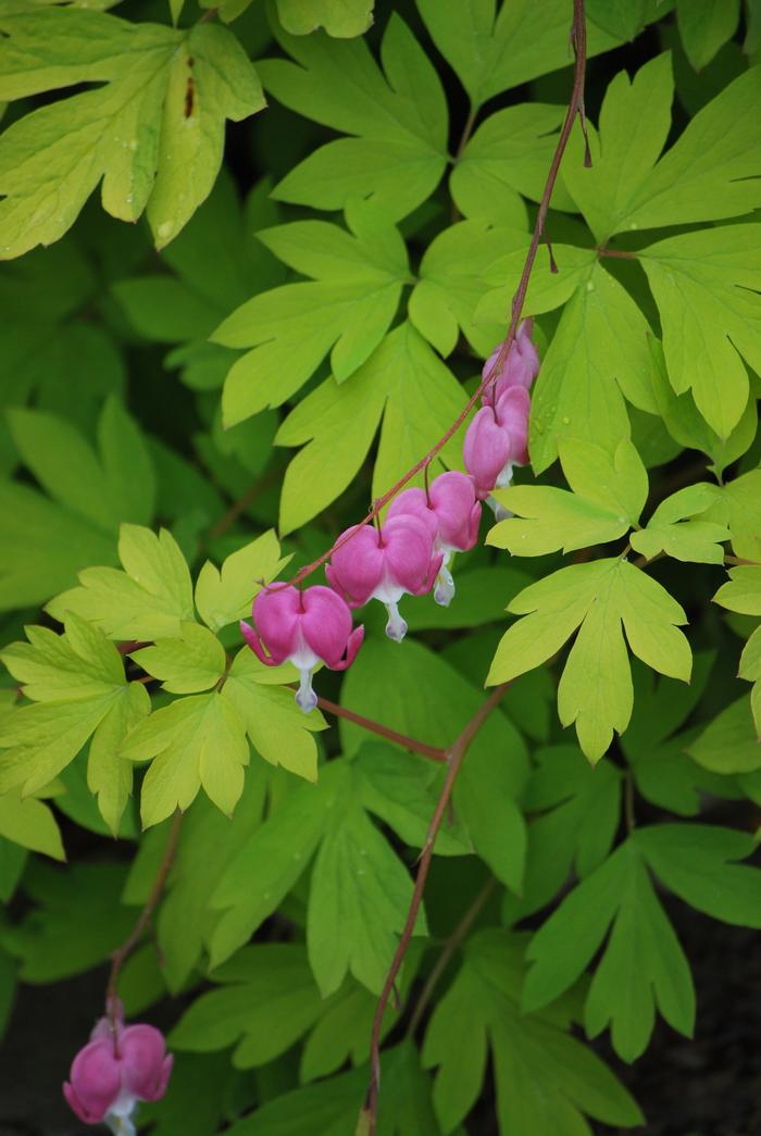 Dicentra s. 'Gold Heart' (Bleeding Heart)