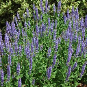 Salvia nemorosa 'Blue Hill' (Sage)