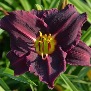 Hemerocallis 'Little Grapette' (Daylily)