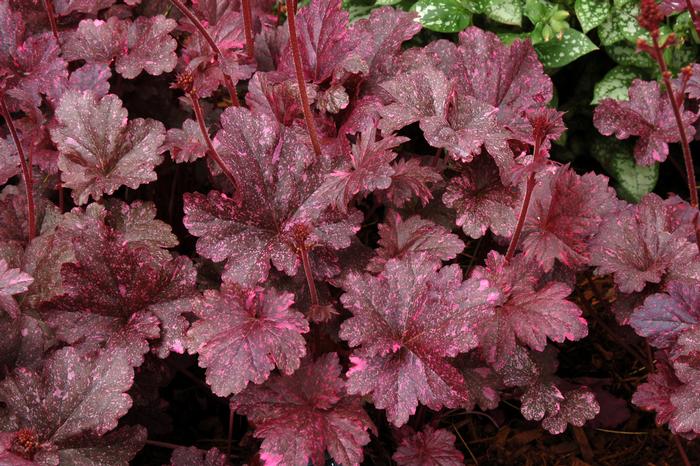 Heuchera x 'Midnight Rose' (Coral Bells)