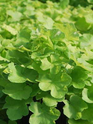 Heuchera x villosa 'Citronelle' (Coral Bells)