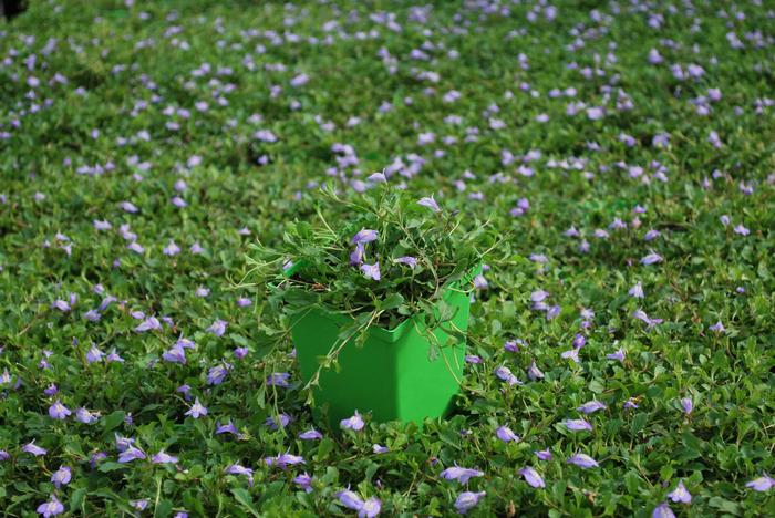 Creeping Blue Mazus (Mazus reptans), purple flowers