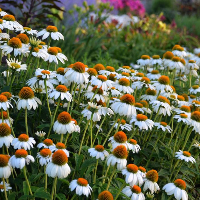 Echinacea x purpurea 'PowWow White' (Coneflower), white flowers