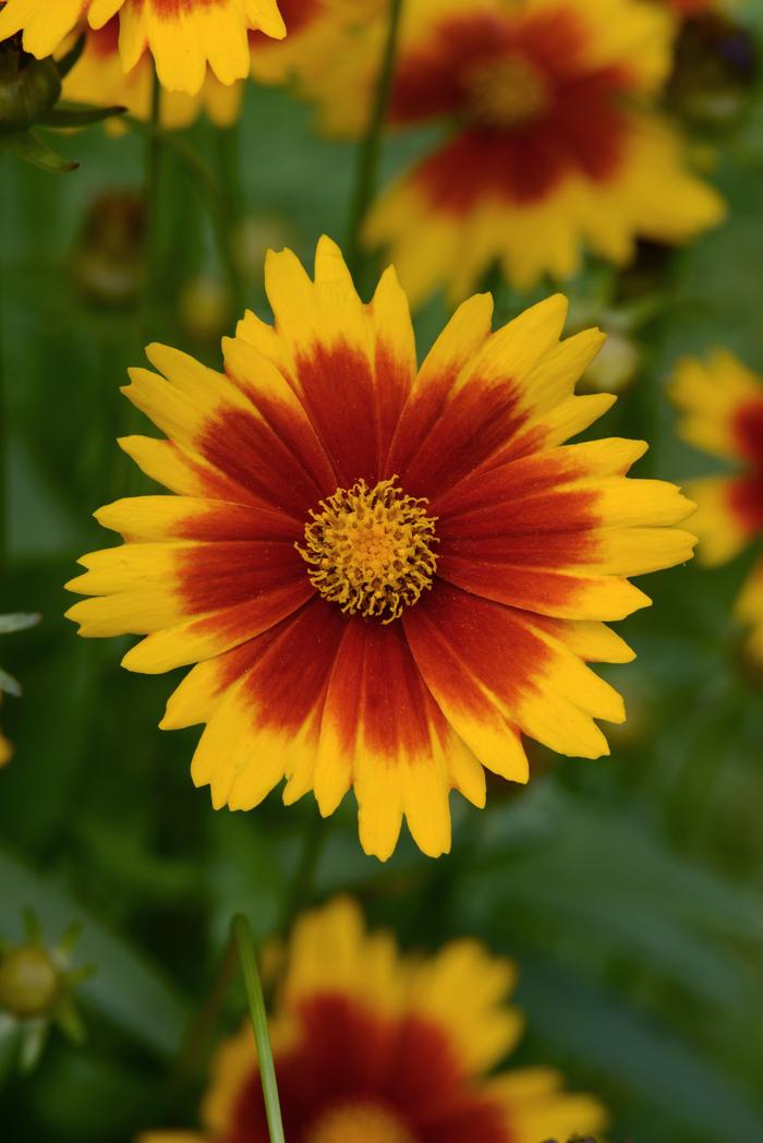 Coreopsis Uptick™Gold & Bronze (Tickseed), yellow and red flowers