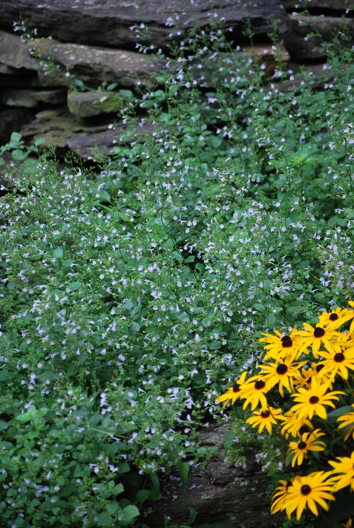 Calamintha nepeta 'Blue Cloud' (Calamint)