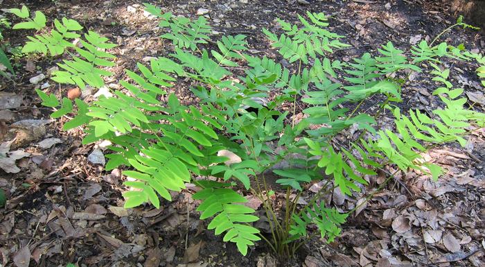 Royal Fern (Osmunda regalis)