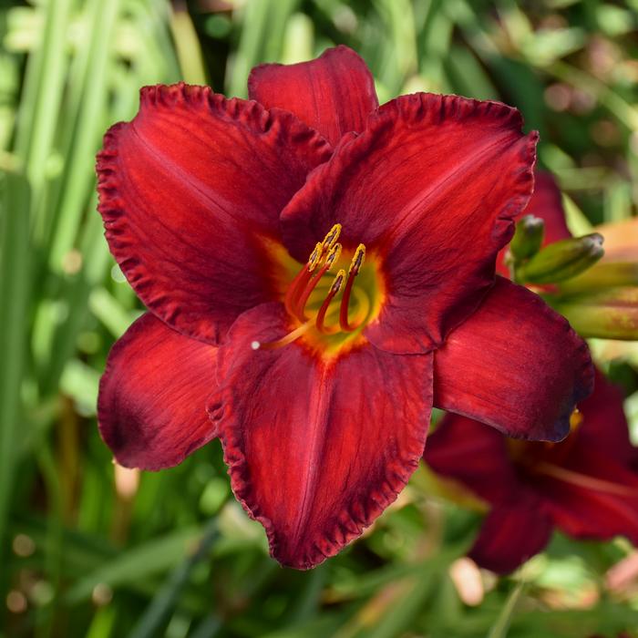 Hemerocallis 'Chicago Apache' (Daylily)