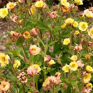 Geum Tempo™Yellow (Avens)