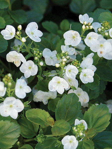 Veronica x 'Whitewater' (Speedwell)