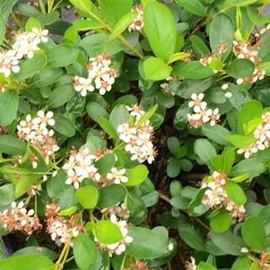 Dwarf Black Chokeberry (Aronia melanocarpa Ground Hog™)