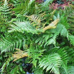 Brilliance Autumn Fern (Dryopteris erythrosora 'Brilliance')