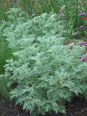 Wormwood (Artemisia arborescens 'Powis Castle')