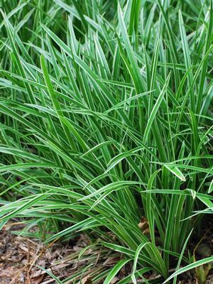 Silver Variegated Sedge (Carex morrowii 'Ice Dance')