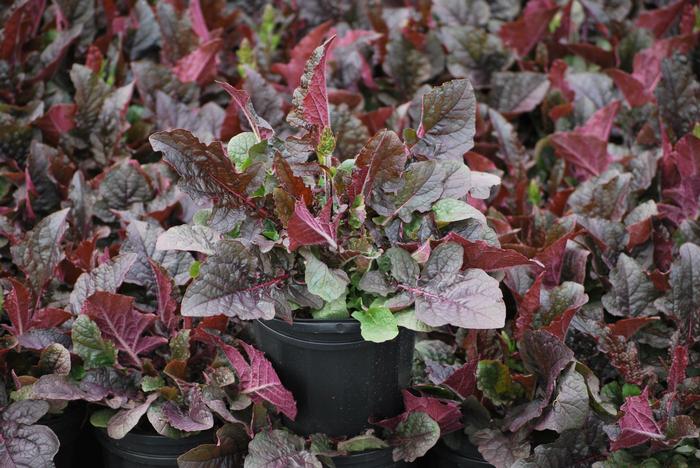 Salvia lyrata 'Purple Knockout' (Sage)