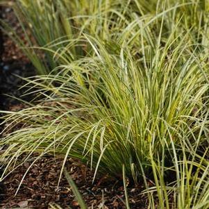 Variegated Sweet Flag (Acorus gramineus 'Variegatus')