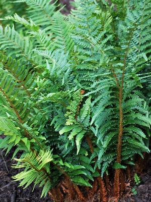 Tassel Fern (Polystichum polyblepharum)